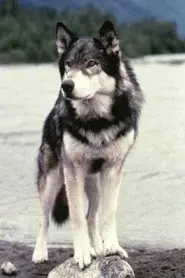 Jed the Wolfdog