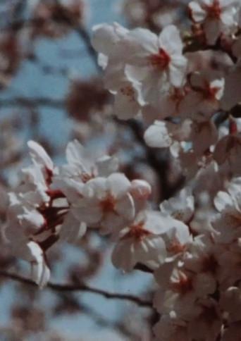 Sakura, Sakura