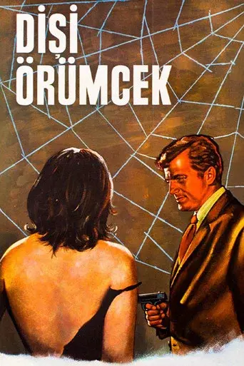 Dişi Örümcek