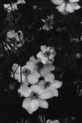 Für P. (Weiße Blumen)