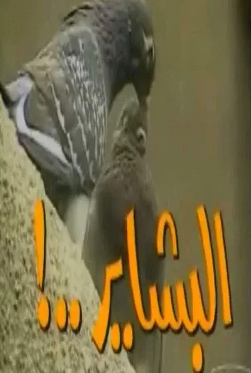 El-Bashayer
